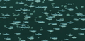 European Pilchard.png (1.95 MB) European Pilchard