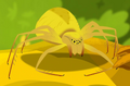 Goldenrod Crab Spider.png (375 KB) Goldenrod Crab Spider