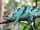 Parson's Chameleon