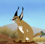 Caracal (Caracal caracal)
