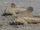 Giant Mudskipper