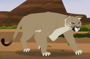 Cougar (Puma concolor)