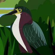 Green Heron (Butorides virescens)