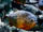 Red-bellied Piranha