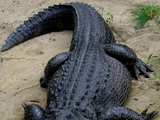 American Alligator