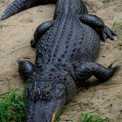 Wild kratts alligator and crocodile full episode online