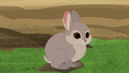 Pygmy Rabbit-1