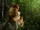 Golden Snub-nosed Monkey