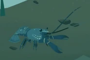 Blue Yabby (Cherax destructor)