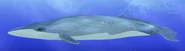 Blue Whale (Balaenoptera musculus)