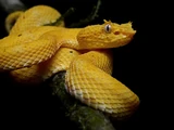 Eyelash Viper