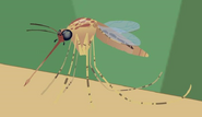 Southern house mosquito (Culex quinquefasciatus)