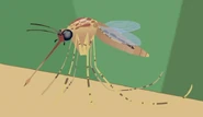 Southern House Mosquito (Culex quinquefasciatus)