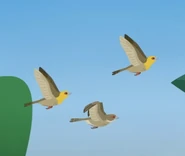 Sakalava Weaver (Ploceus sakalava)