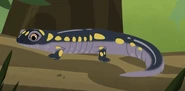 Spotted Salamander (Ambystoma maculatum)