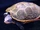 Diamondback Terrapin