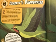 Doherty's Bushshrike (Telophorus dohertyi)