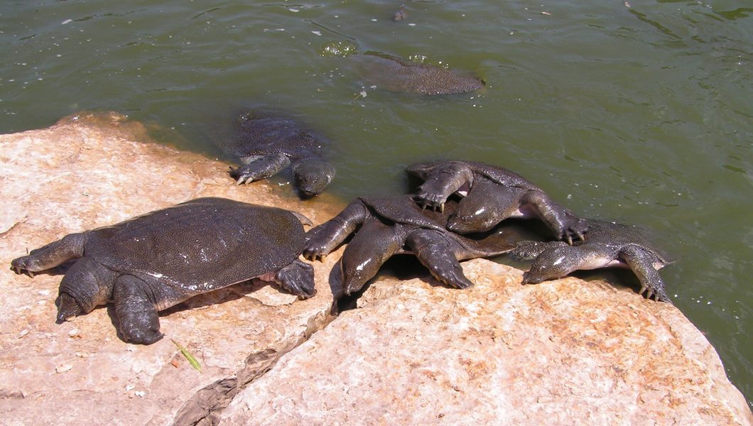 nile river turtles