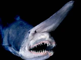 Goblin Shark