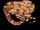 Boa Constrictor