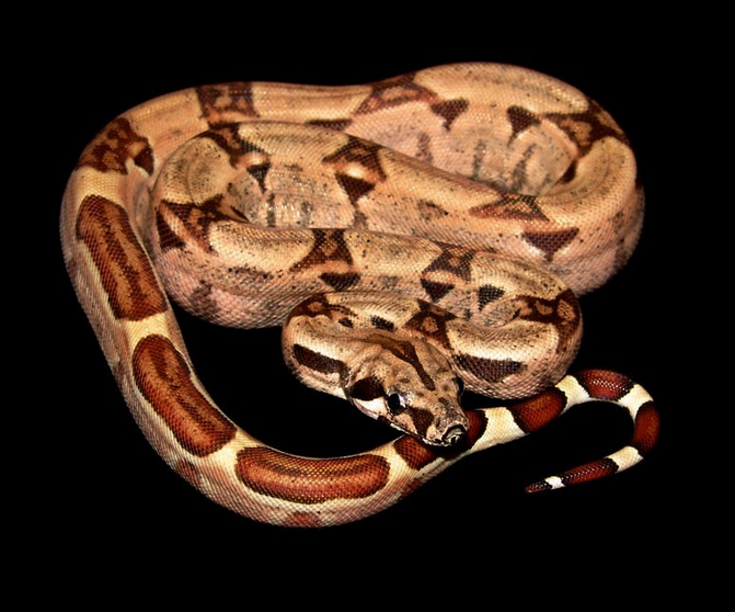 Common or Red-tailed Boa