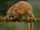Kinkajou