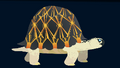 Radiated Tortoise.png (29 KB) Radiated Tortoise