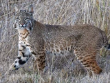 Bobcat