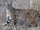 Bobcat