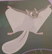 Carolina Flying Squirrel (Glaucomys sabrinus coloratus)