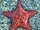 Red Cushion Sea Star