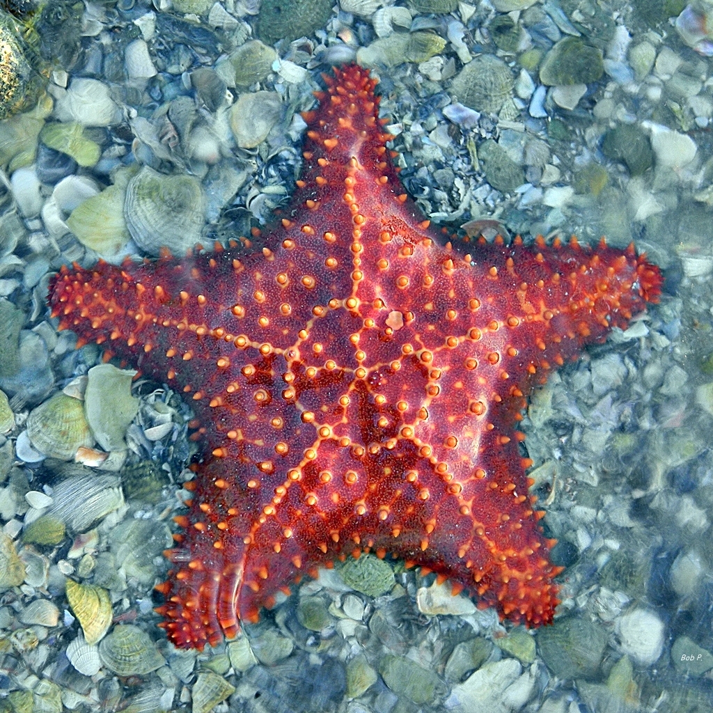 Red Cushion Sea Star (Oreaster reticulatus) - ANGARI Foundation