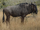 Blue Wildebeest