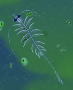 Gossamer Worm (Tomopteris helgolandica)