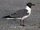 Laughing Gull