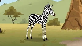 Maze the Zebra Foal