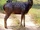 Sambar Deer