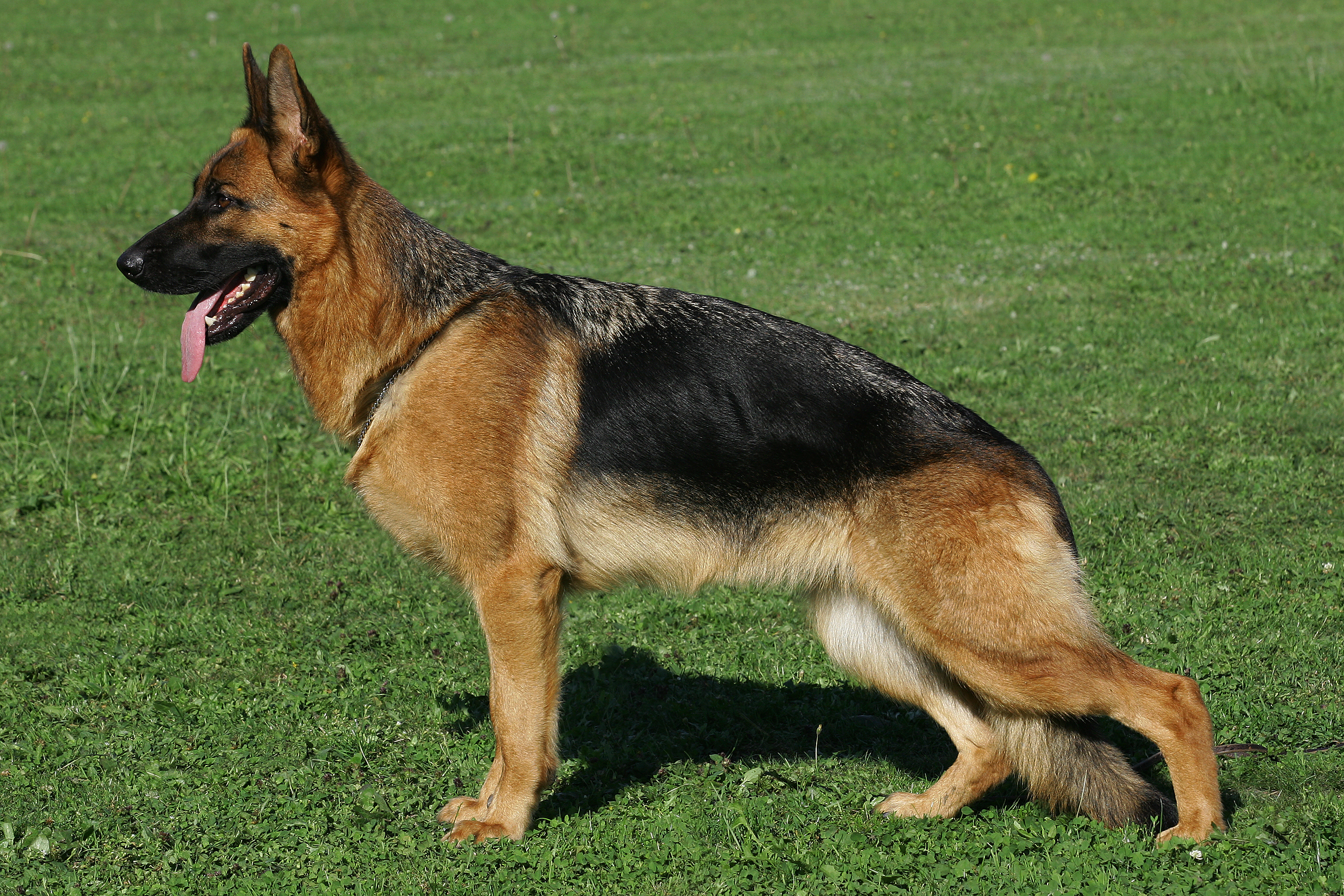 Wild german store shepherd