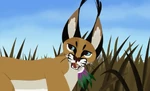 A caracal has just stolen the Corcovado Birdie,…