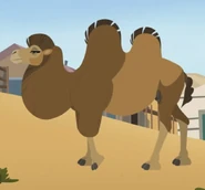 Domestic Bactrian Camel (Camelus bactrianus)