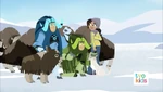 Musk Ox Mania