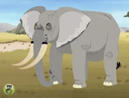 African Bush Elephant (Loxodonta africana)