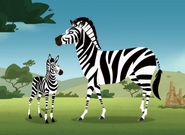 Grant's zebra (Equus quagga boehmi)