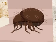 Itch Mite (Sarcoptes scabiei)