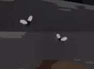 Blue Blowfly (Calliphora vicina)