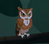 Eastern Screech Owl.png (76 KB) Eastern Screech Owl