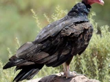 Turkey Vulture