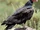 Turkey Vulture
