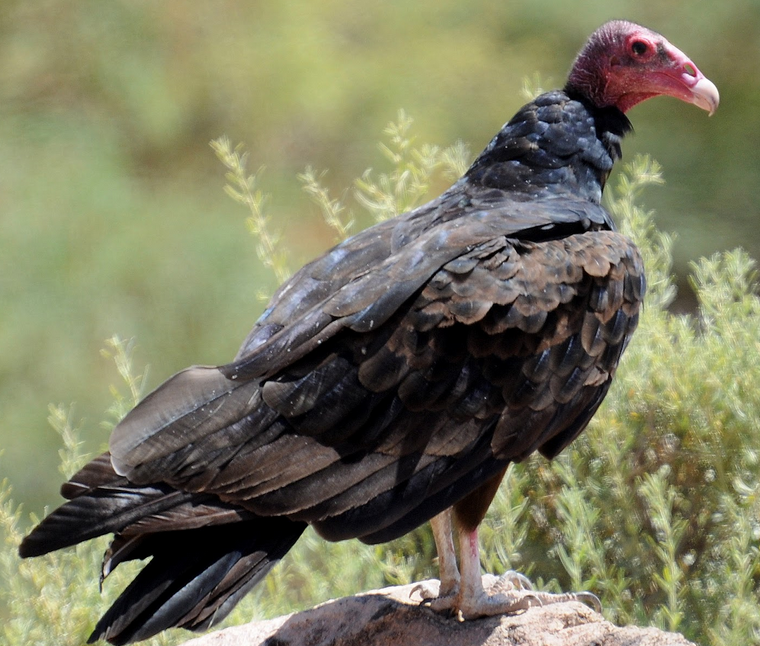 Turkey Vulture | Wild Kratts Wiki | Fandom