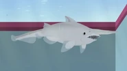 Goblin Shark (Mitsukurina owstoni)